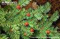 western yew